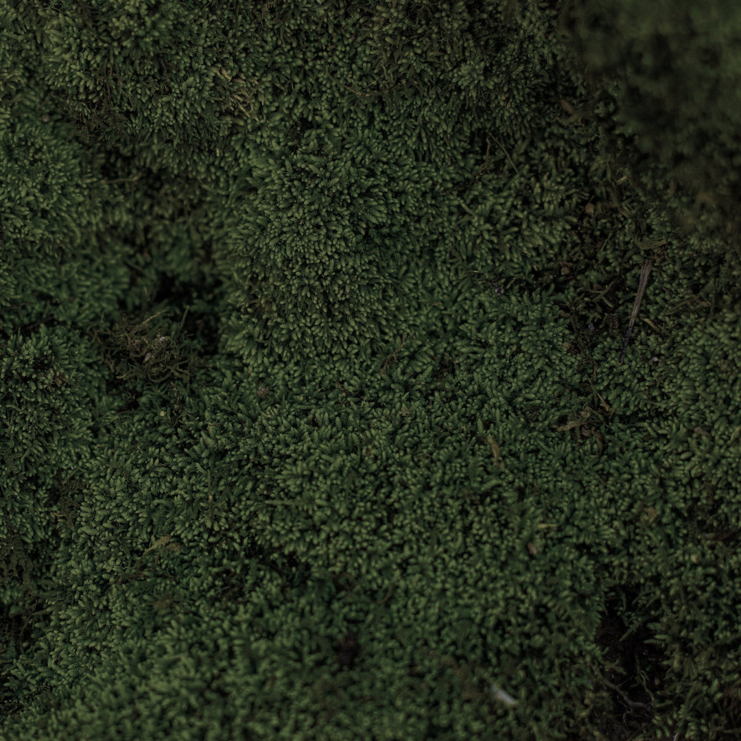 Moss | The Unity Mat – NUPRAVA